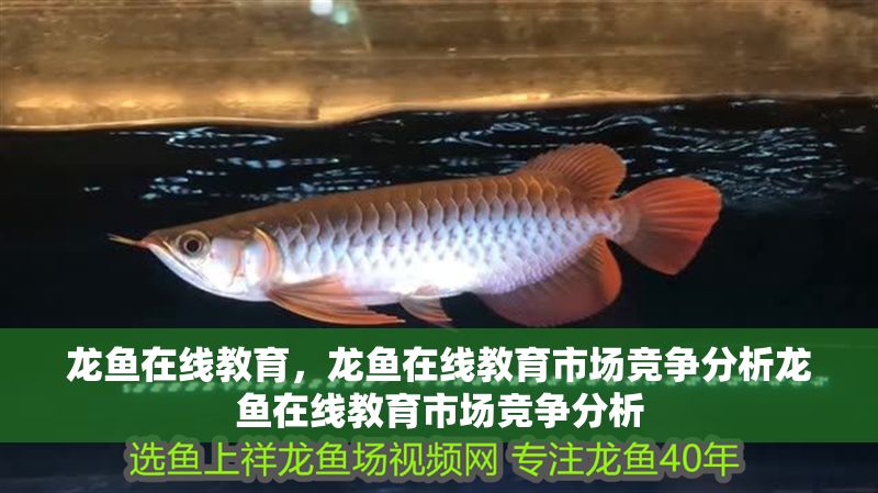 龍魚在線教育，龍魚在線教育市場競爭分析龍魚在線教育市場競爭分析