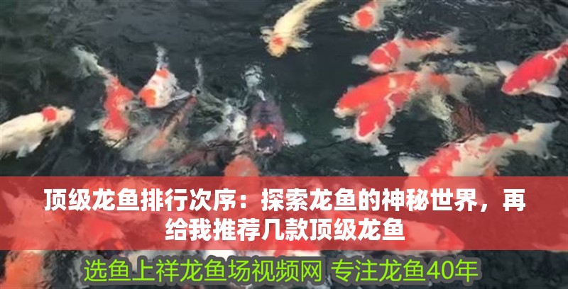 龍魚和神仙魚：龍魚和神仙魚在飼養時需要特別注意生活習性和飼養要求