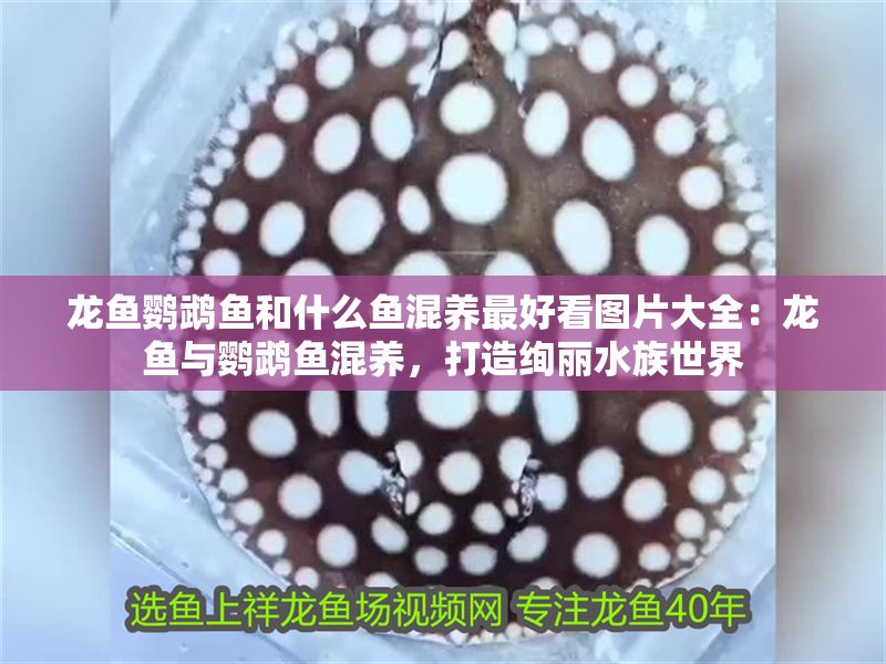 龍魚鸚鵡魚和什么魚混養(yǎng)最好看圖片大全：龍魚與鸚鵡魚混養(yǎng)，打造絢麗水族世界