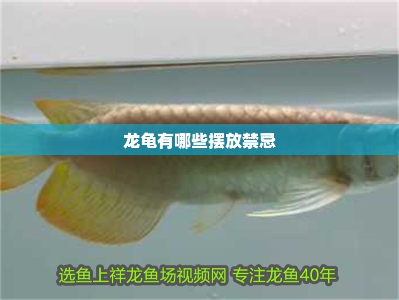 印尼虎魚多少溫度飼養最好:印尼虎魚多少溫度飼養最好印尼虎魚多少溫度飼養最好 龍龜有哪些擺放禁忌 龍魚百科 龍龜有哪些擺放禁忌 龍龜有哪些擺放禁忌 龍魚百科