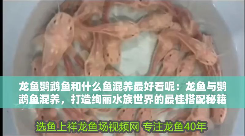 龍魚鸚鵡魚和什么魚混養最好看呢：龍魚與鸚鵡魚混養，打造絢麗水族世界的最佳搭配秘籍