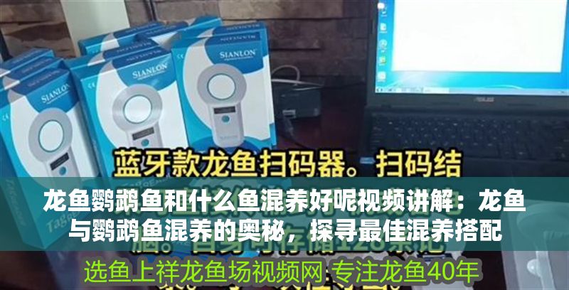 龍魚鸚鵡魚和什么魚混養(yǎng)好呢視頻講解：龍魚與鸚鵡魚混養(yǎng)的奧秘，探尋最佳混養(yǎng)搭配