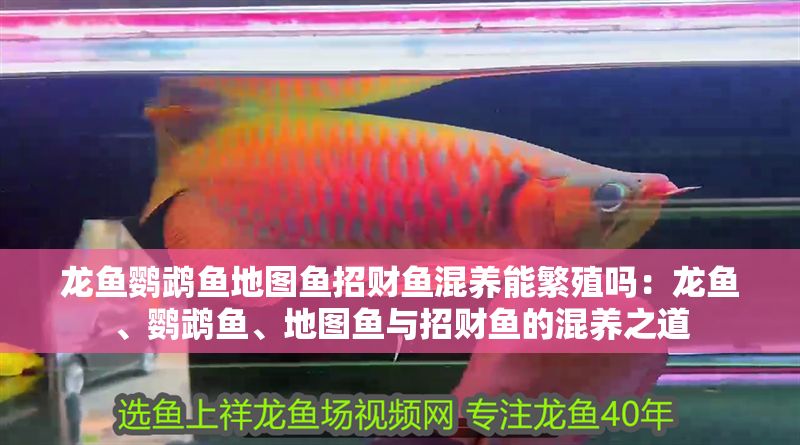 龍魚鸚鵡魚地圖魚招財魚混養能繁殖嗎:龍魚、鸚鵡魚、地圖魚與招財魚的混養之道 龍魚百科 第1張 龍魚鸚鵡魚地圖魚招財魚混養能繁殖嗎:龍魚、鸚鵡魚、地圖魚與招財魚的混養之道 龍魚鸚鵡魚地圖魚招財魚混養能繁殖嗎:龍魚、鸚鵡魚、地圖魚與招財魚的混養之道 龍魚百科 第1張