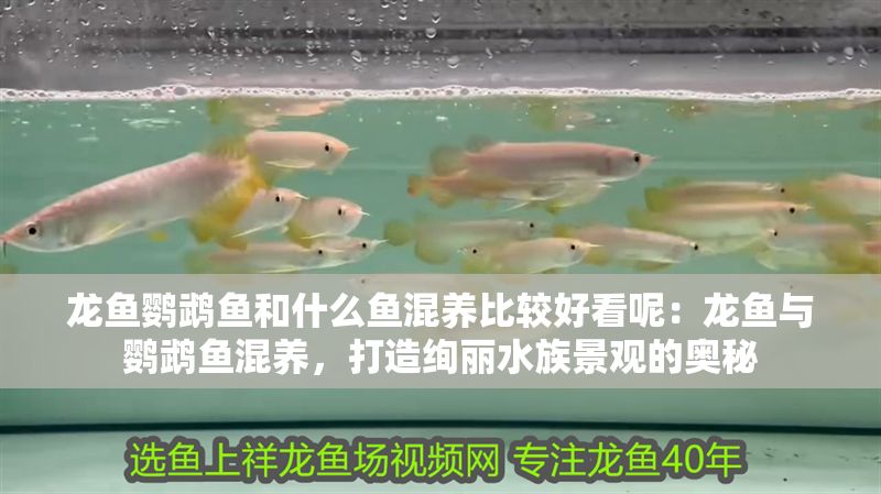 龍魚鸚鵡魚和什么魚混養比較好看呢：龍魚與鸚鵡魚混養，打造絢麗水族景觀的奧秘