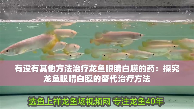 魚缸過濾器選購指南:自制魚缸過濾器魚缸上置過濾器對于養魚愛好者的必備知識 有沒有其他方法治療龍魚眼睛白膜的藥:探究龍魚眼睛白膜的替代治療方法 水族問答 有沒有其他方法治療龍魚眼睛白膜的藥:探究龍魚眼睛白膜的替代治療方法 有沒有其他方法治療龍魚眼睛白膜的藥:探究龍魚眼睛白膜的替代治療方法 水族問答
