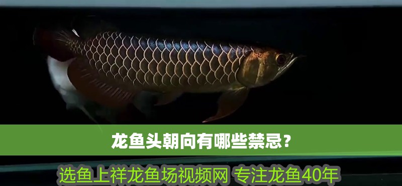 龍魚頭朝向有哪些禁忌？ 龍魚頭朝向有哪些禁忌？ 龍魚百科