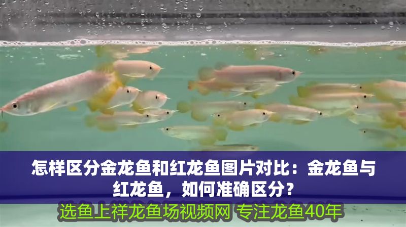 怎樣區分金龍魚和紅龍魚圖片對比：金龍魚與紅龍魚，如何準確區分？