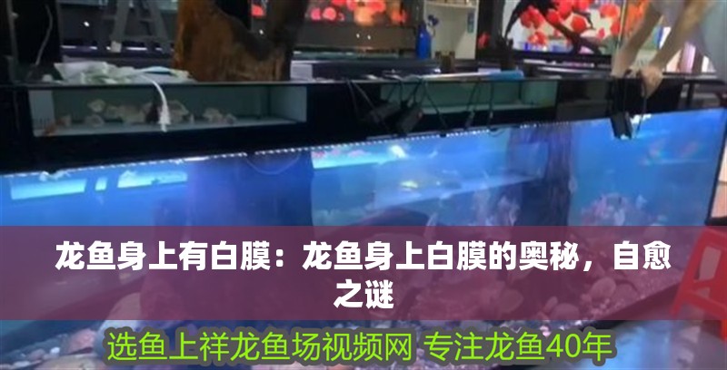 龍魚身上有白膜：龍魚身上白膜的奧秘，自愈之謎