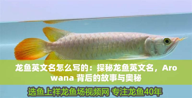 龍魚英文名怎么寫的：探秘龍魚英文名，Arowana 背后的故事與奧秘
