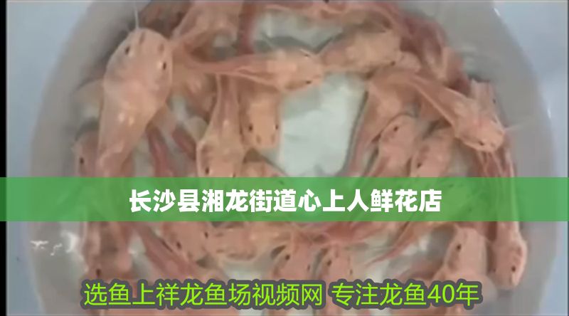 長沙縣湘龍街道心上人鮮花店 長沙縣湘龍街道心上人鮮花店 全國水族館企業名錄 第1張