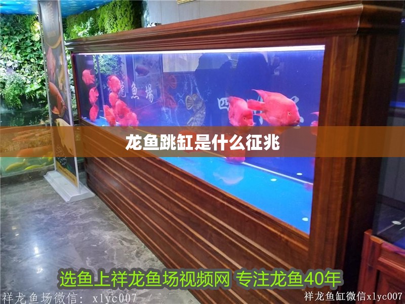 龍魚跳缸是什么征兆