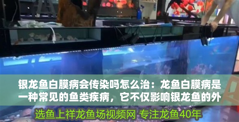 銀龍魚白膜病會傳染嗎怎么治：龍魚白膜病是一種常見的魚類疾病，它不僅影響銀龍魚的外觀，還可能對它們的生存造成威脅。那么，銀龍魚白膜病是否會傳染給其他魚類呢？本文將對此進行探討