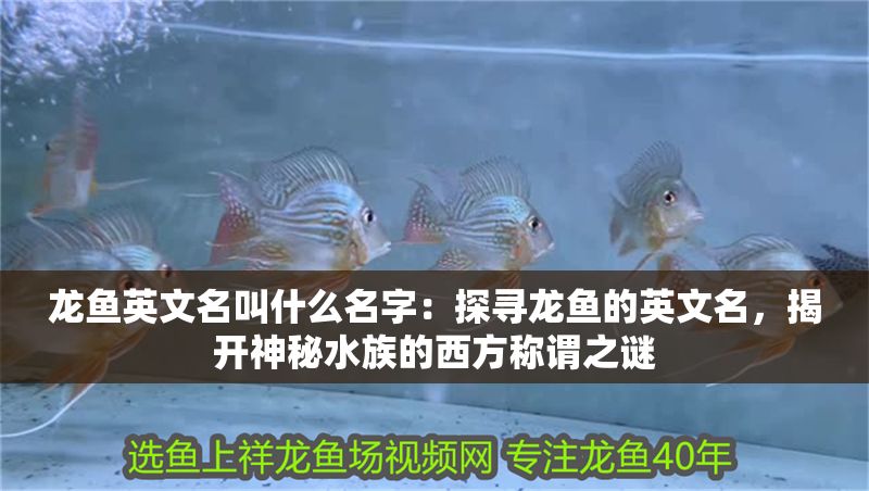 龍魚英文名叫什么名字：探尋龍魚的英文名，揭開神秘水族的西方稱謂之謎
