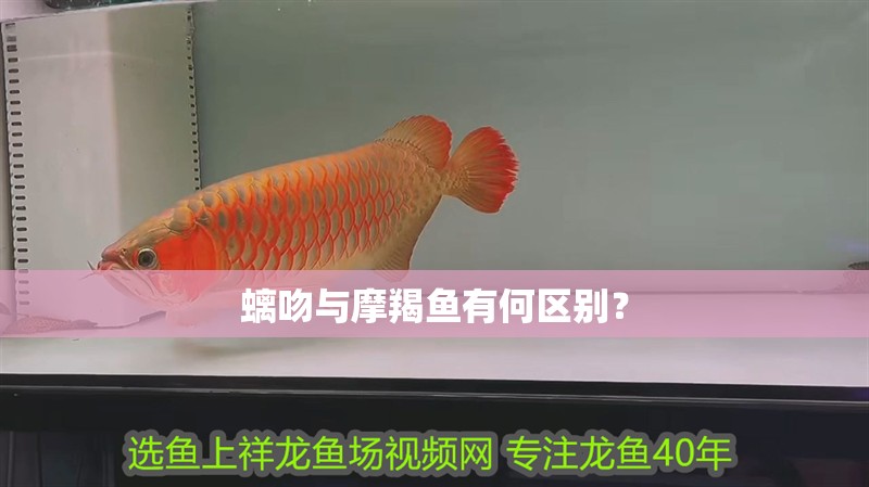 螭吻與摩羯魚(yú)有何區(qū)別？ 螭吻與摩羯魚(yú)有何區(qū)別？ 龍魚(yú)百科