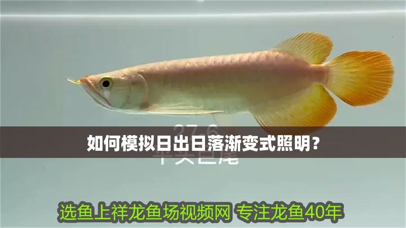 如何模擬日出日落漸變式照明？ 如何模擬日出日落漸變式照明？ 龍魚百科