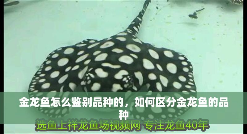 金龍魚怎么鑒別品種的，如何區分金龍魚的品種