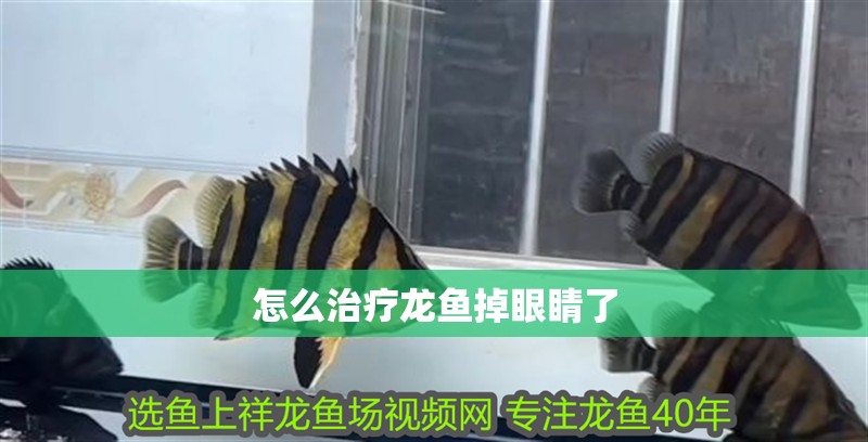 怎么治療龍魚掉眼睛了