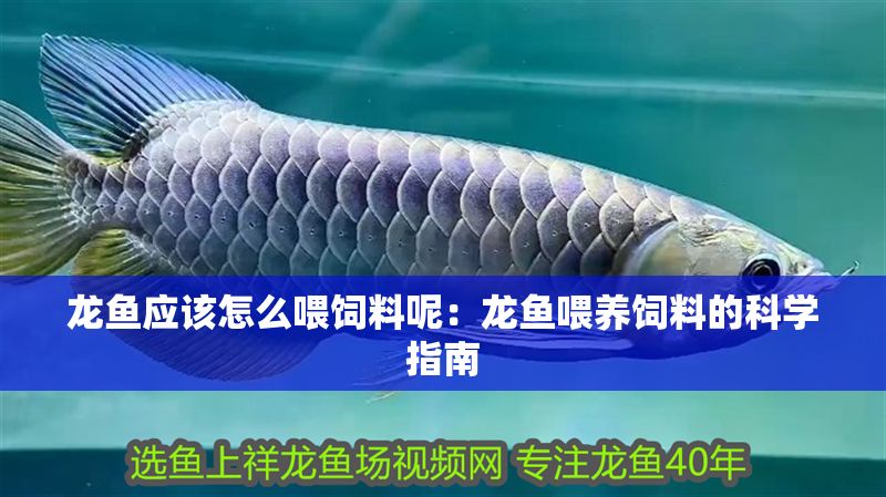 龍魚應該怎么喂飼料呢:龍魚喂養(yǎng)飼料的科學指南 龍魚百科 第1張 龍魚應該怎么喂飼料呢:龍魚喂養(yǎng)飼料的科學指南 龍魚應該怎么喂飼料呢:龍魚喂養(yǎng)飼料的科學指南 龍魚百科 第1張