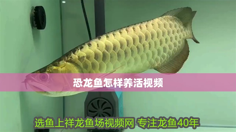 恐龍魚怎樣養(yǎng)活視頻