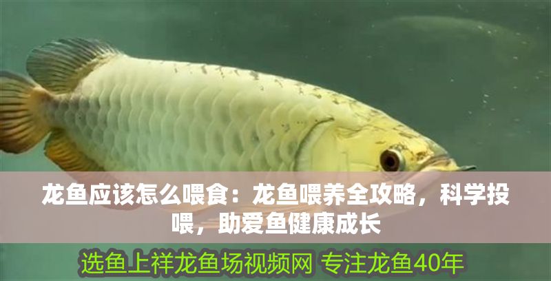 龍魚應該怎么喂食：龍魚喂養(yǎng)全攻略，科學投喂，助愛魚健康成長