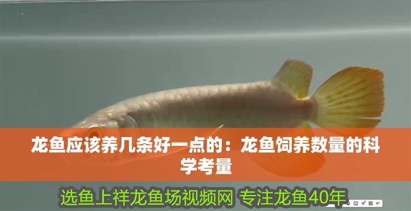 龍魚應該養幾條好一點的：龍魚飼養數量的科學考量
