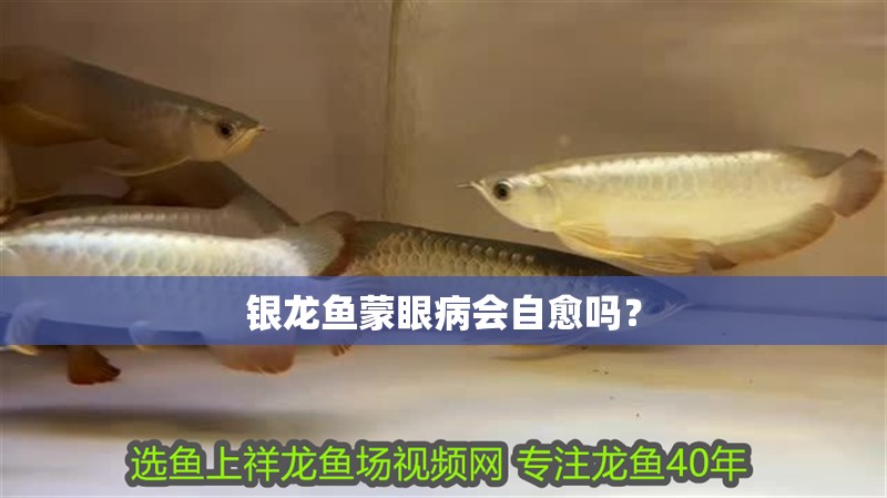 銀龍魚蒙眼病會自愈嗎？