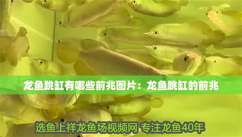 龍魚跳缸有哪些前兆圖片：龍魚跳缸的前兆