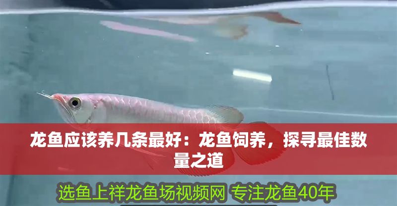 龍魚應該養幾條最好：龍魚飼養，探尋最佳數量之道