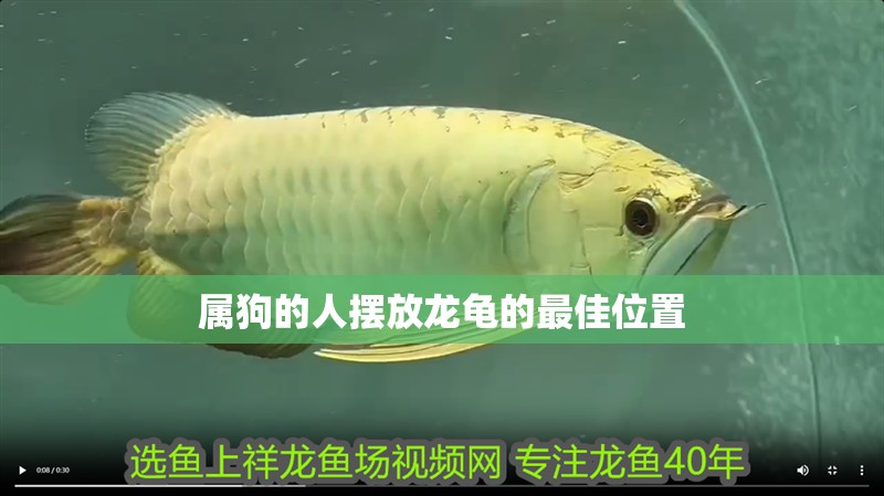 屬狗的人擺放龍龜的最佳位置