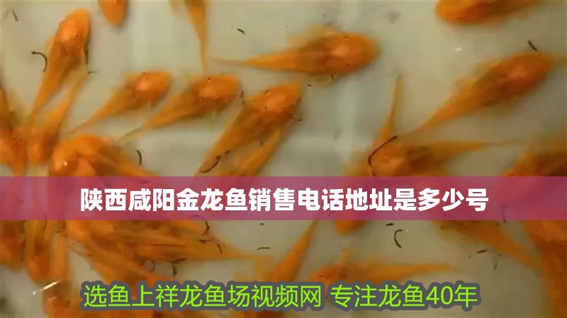 陜西咸陽(yáng)金龍魚銷售電話地址是多少號(hào)