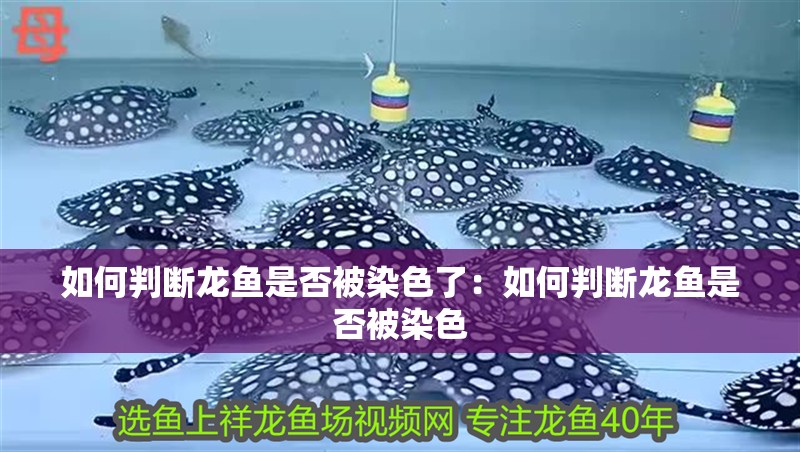 如何判斷龍魚是否被染色了：如何判斷龍魚是否被染色