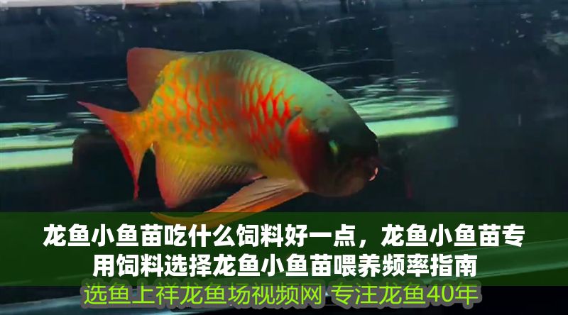 龍魚小魚苗吃什么飼料好一點，龍魚小魚苗專用飼料選擇龍魚小魚苗喂養頻率指南