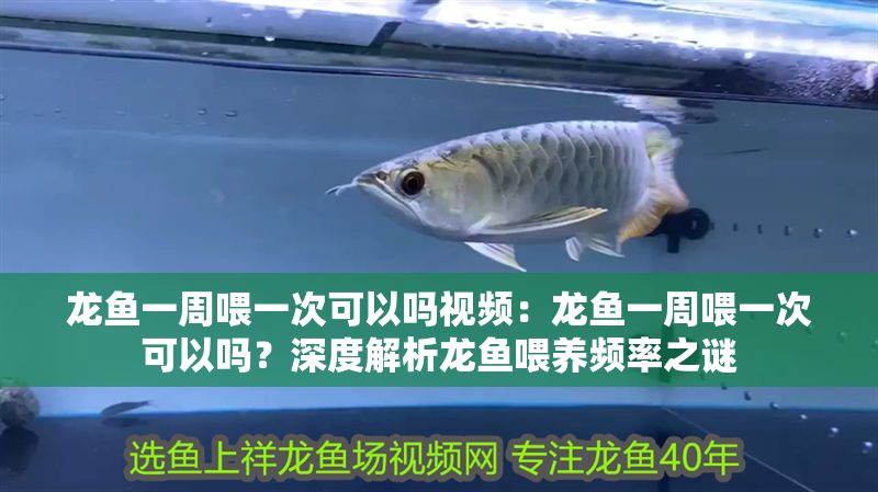 龍魚一周喂一次可以嗎視頻：龍魚一周喂一次可以嗎？深度解析龍魚喂養頻率之謎