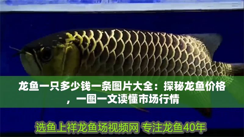 龍魚一只多少錢一條圖片大全：探秘龍魚價格，一圖一文讀懂市場行情