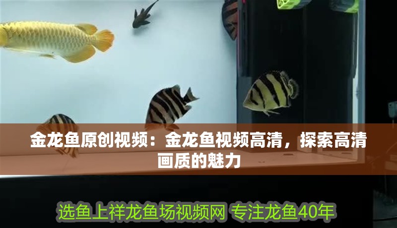 金龍魚原創視頻：金龍魚視頻高清，探索高清畫質的魅力