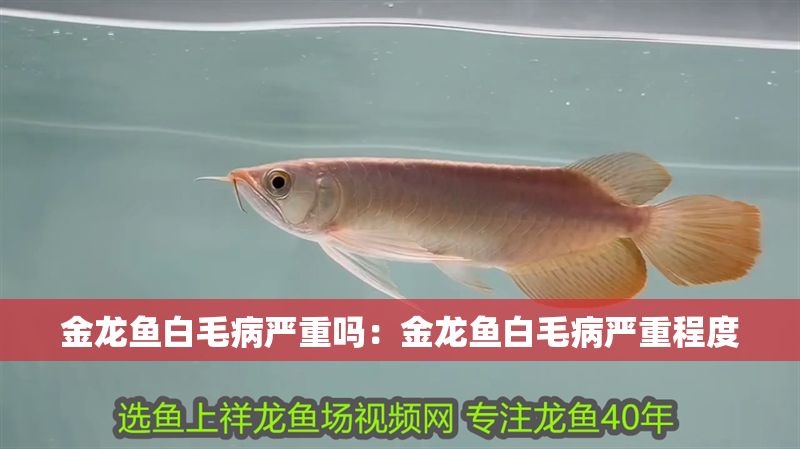 金龍魚白毛病嚴(yán)重嗎：金龍魚白毛病嚴(yán)重程度 金龍魚白毛病嚴(yán)重嗎：金龍魚白毛病嚴(yán)重程度 龍魚百科 第2張
