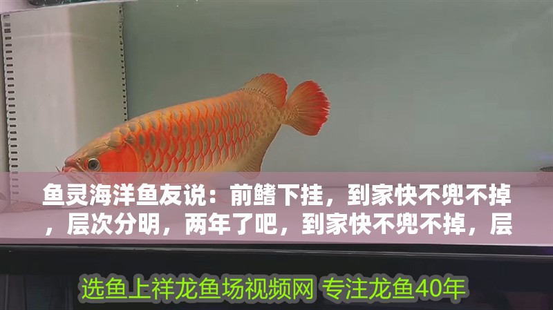 魚靈海洋魚友說：前鰭下掛，到家快不兜不掉，層次分明，兩年了吧，到家快不兜不掉，層次分明，抽獎絕緣體魚友