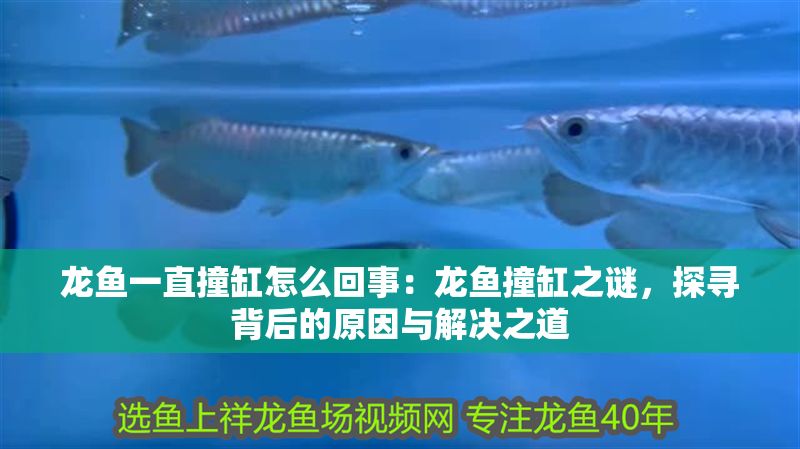 龍魚一直撞缸怎么回事：龍魚撞缸之謎，探尋背后的原因與解決之道 龍魚一直撞缸怎么回事：龍魚撞缸之謎，探尋背后的原因與解決之道 龍魚百科 第1張