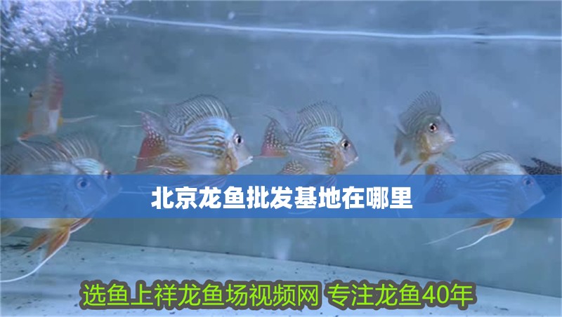 北京龍魚批發基地在哪里