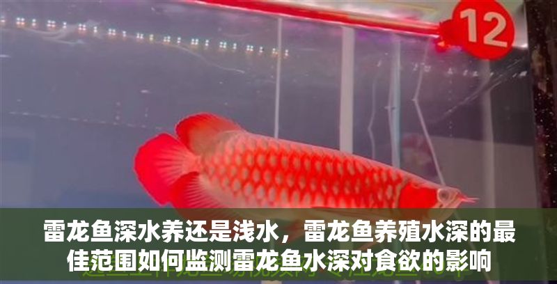 雷龍魚深水養還是淺水，雷龍魚養殖水深的最佳范圍如何監測雷龍魚水深對食欲的影響