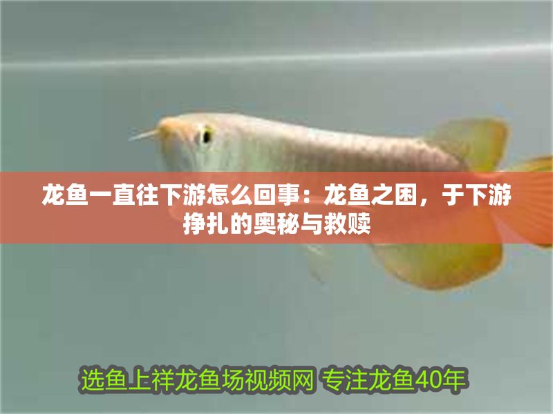 龍魚一直往下游怎么回事：龍魚之困，于下游掙扎的奧秘與救贖
