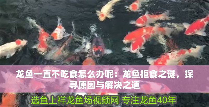 龍魚一直不吃食怎么辦呢：龍魚拒食之謎，探尋原因與解決之道