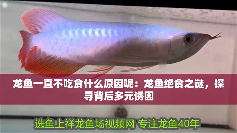 龍魚一直不吃食什么原因呢：龍魚絕食之謎，探尋背后多元誘因