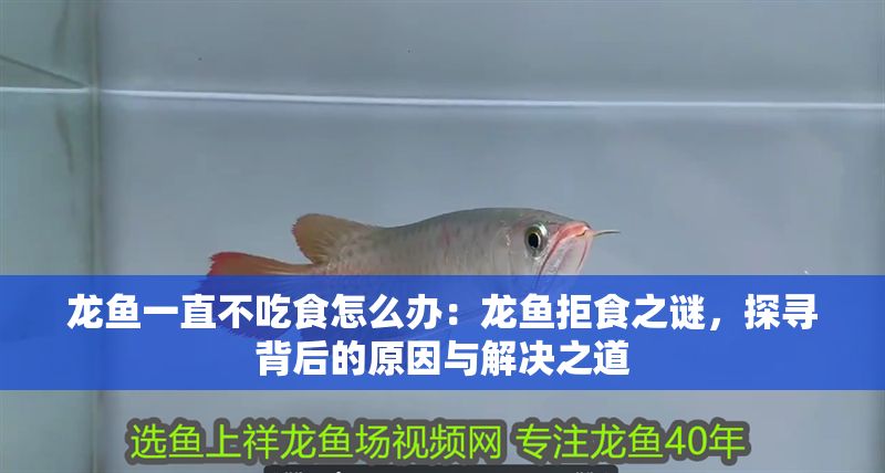 龍魚一直不吃食怎么辦：龍魚拒食之謎，探尋背后的原因與解決之道