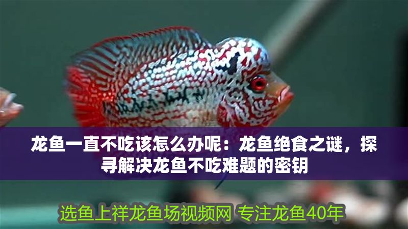 龍魚一直不吃該怎么辦呢：龍魚絕食之謎，探尋解決龍魚不吃難題的密鑰