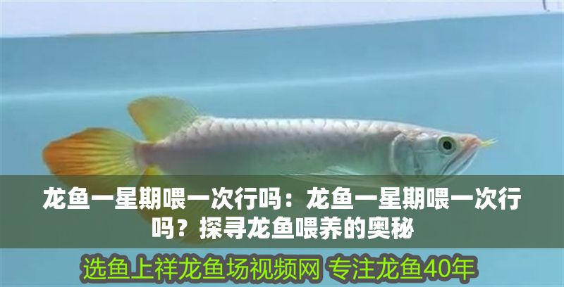 龍魚一星期喂一次行嗎：龍魚一星期喂一次行嗎？探尋龍魚喂養(yǎng)的奧秘