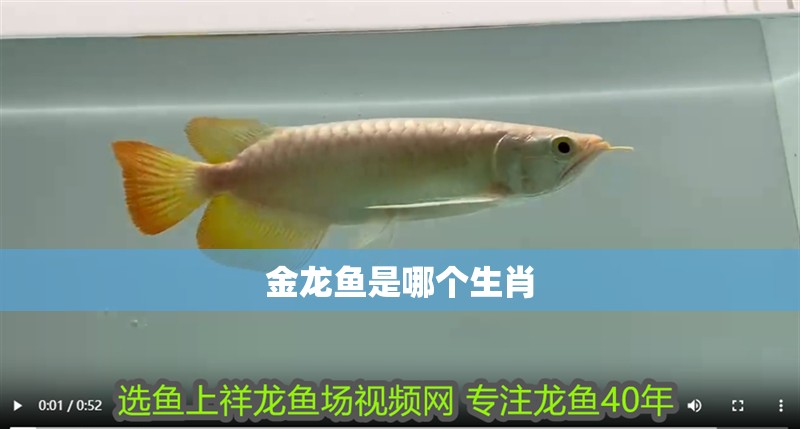 金龍魚是哪個生肖 金龍魚是哪個生肖 龍魚百科