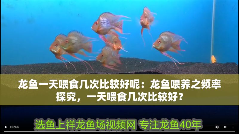 龍魚一天喂食幾次比較好呢：龍魚喂養之頻率探究，一天喂食幾次比較好？