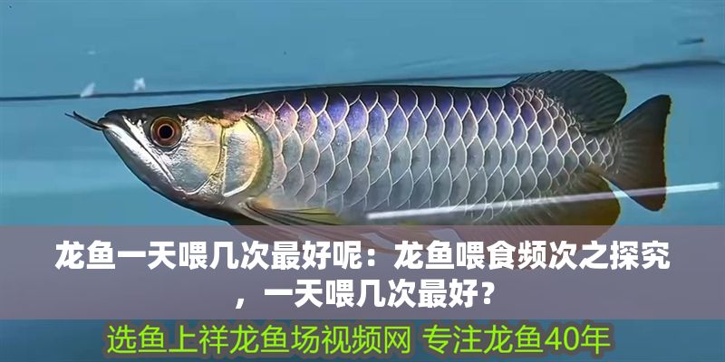 龍魚一天喂幾次最好呢：龍魚喂食頻次之探究，一天喂幾次最好？