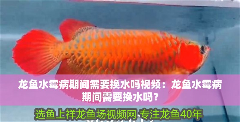 龍魚水霉病期間需要換水嗎視頻：龍魚水霉病期間需要換水嗎？